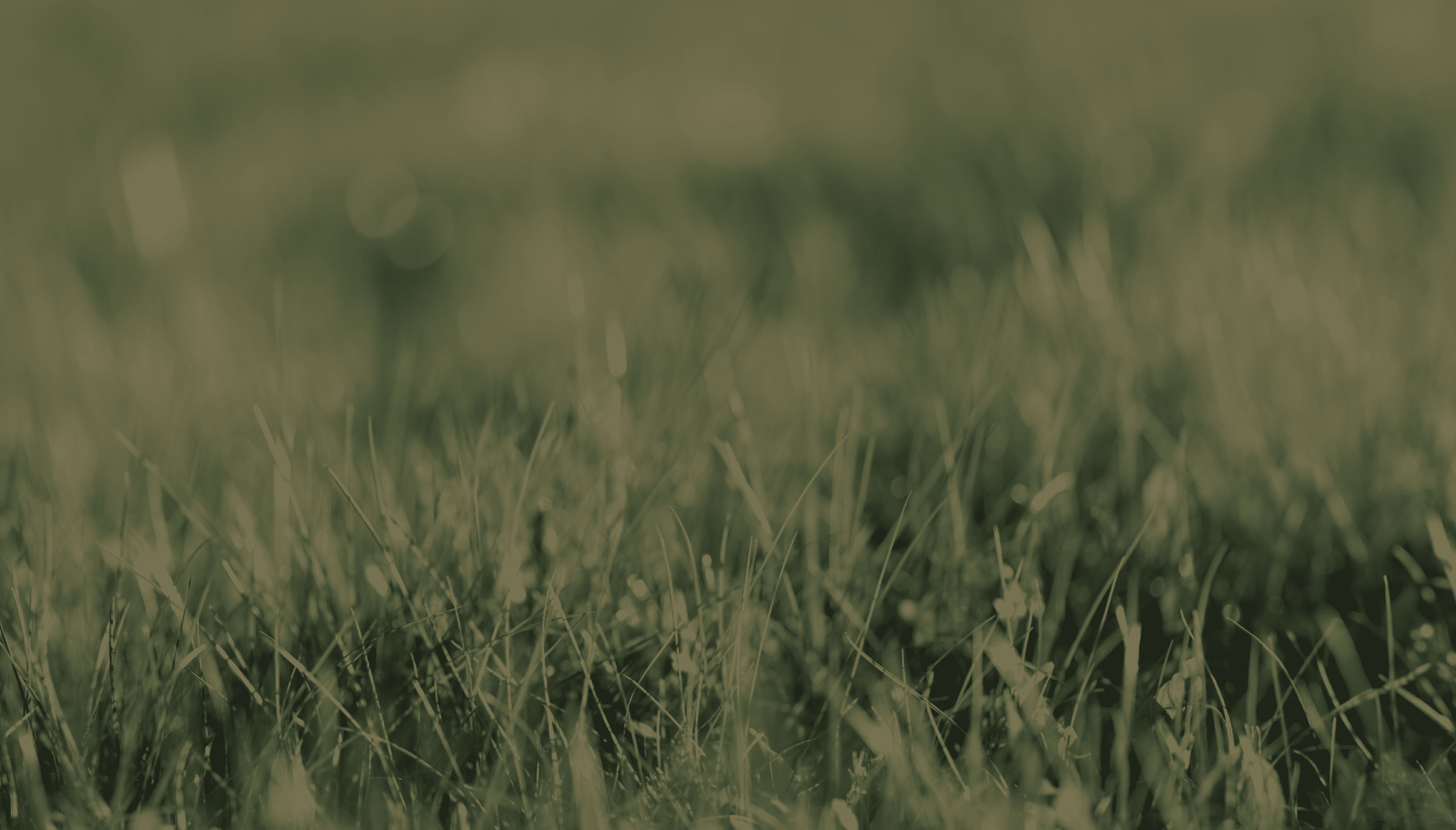 Close-up of lush green grass at a plantation wedding venue, providing a serene outdoor setting for ceremonies.